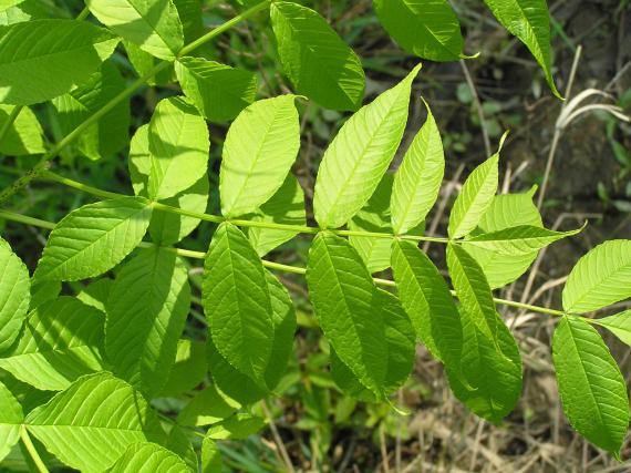 Tree leaves