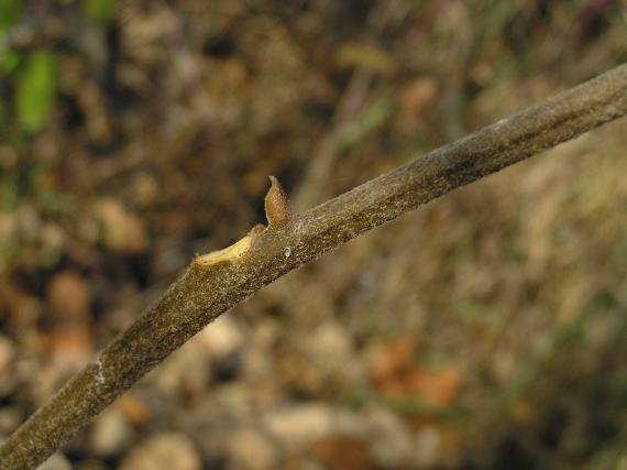 Tree branch