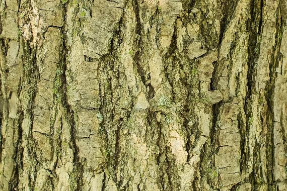 Tree bark