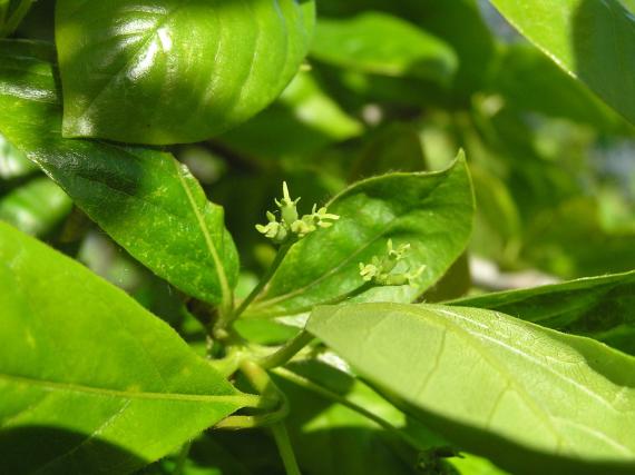 Tree flower