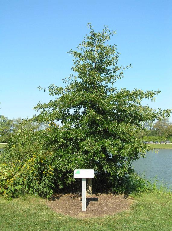 Tree habitat