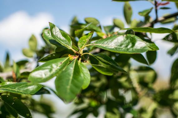 Tree leaves