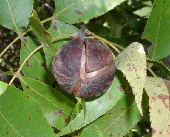 Tree fruit