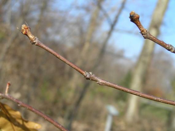 Tree branch