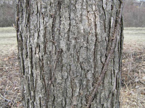 Tree bark