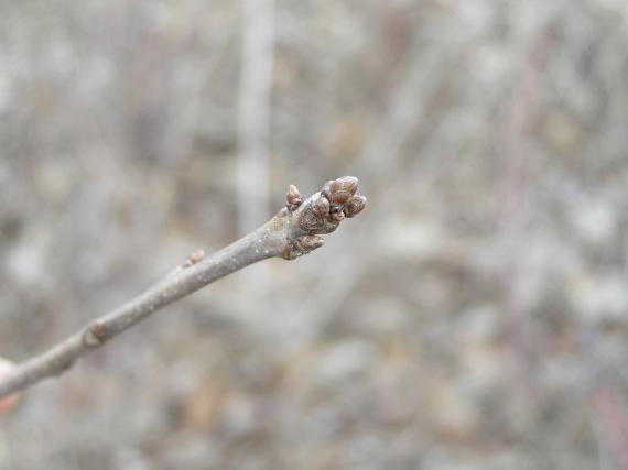 Tree bud