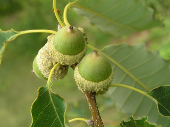 Tree fruit