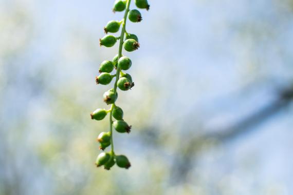 Tree bud