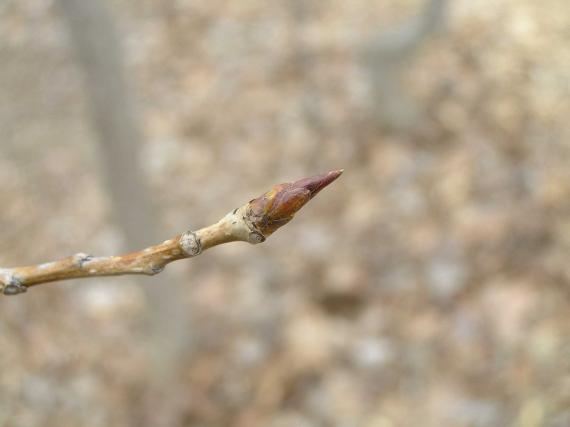 Tree bud