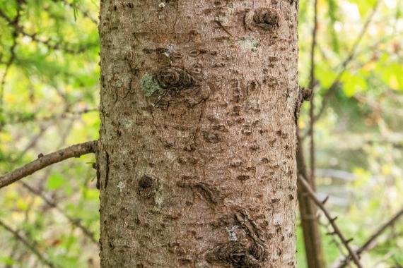 Tree bark