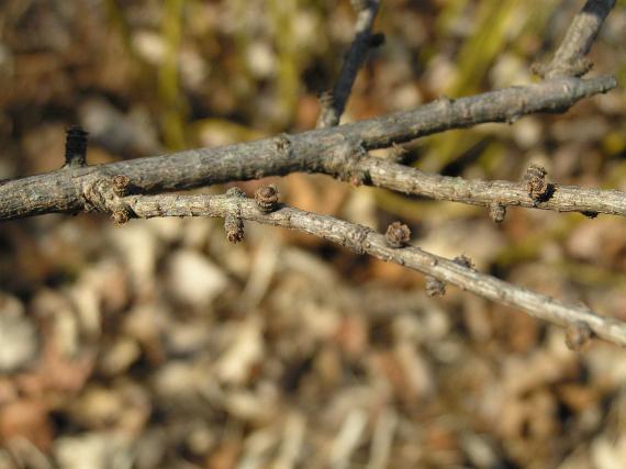 Tree branch