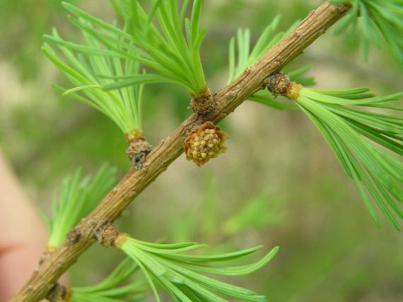 Tree flower