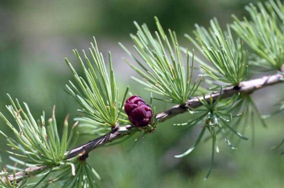 Tree fruit