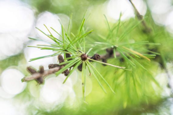 Tree leaves