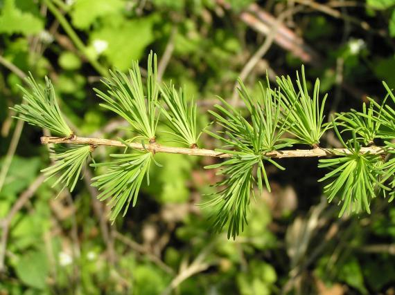 Tree leaves