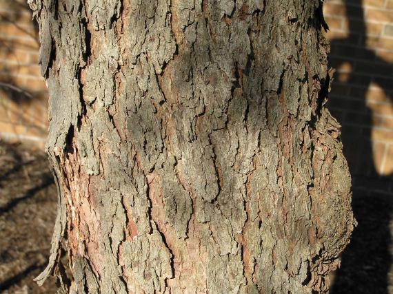 Tree bark