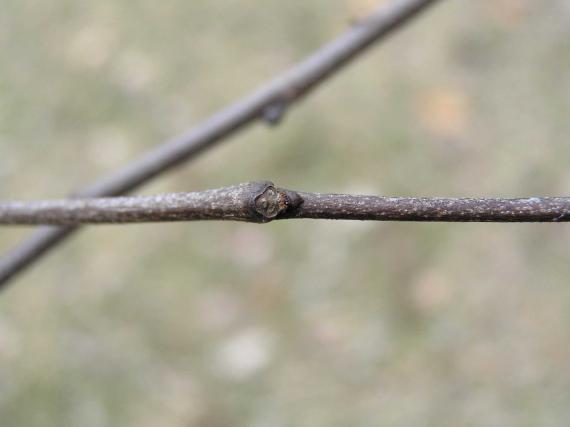 Tree bud