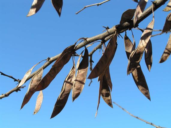 Tree fruit