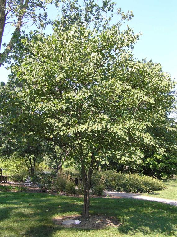 Tree habit