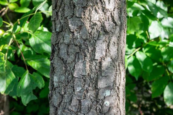 Tree bark