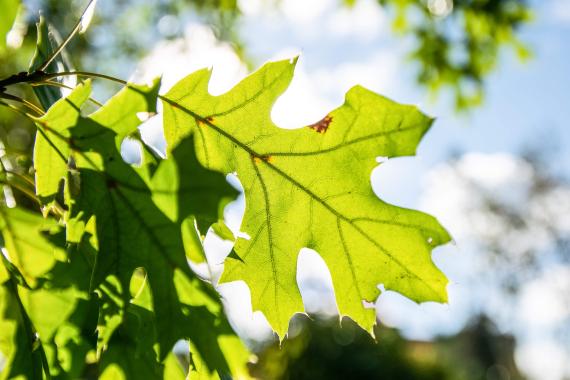 Tree leaves