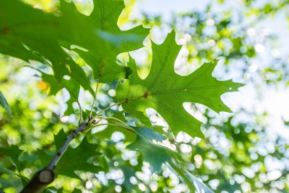 Tree leaves