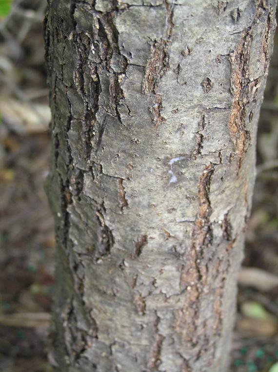 Tree bark