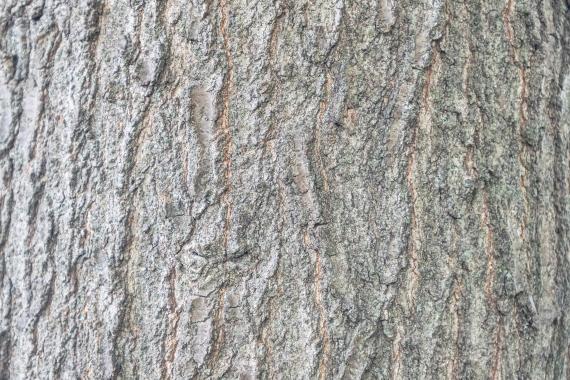 Tree bark