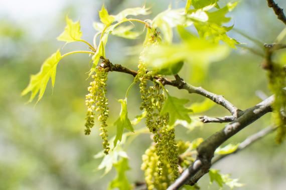 Tree bud