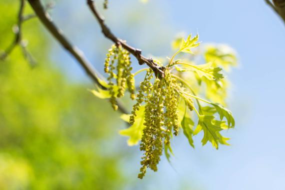 Tree bud