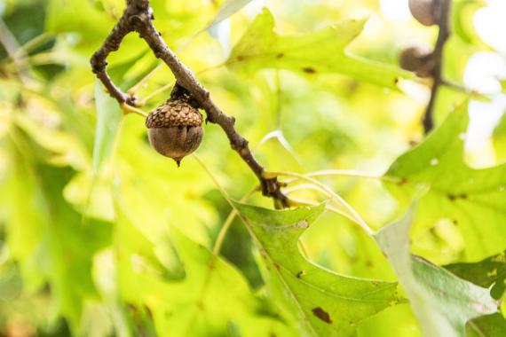 Tree fruit