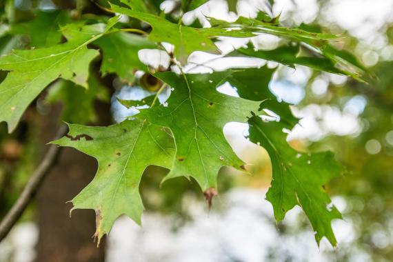 Tree leaves