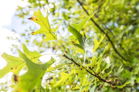 Tree leaves