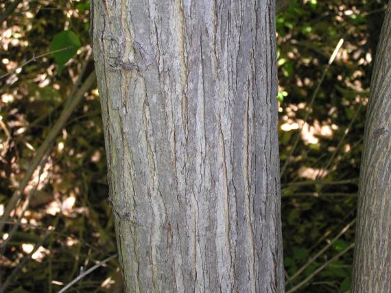 Tree bark