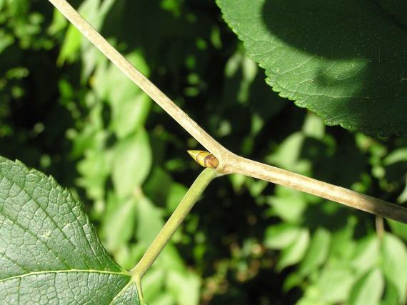 Tree bud