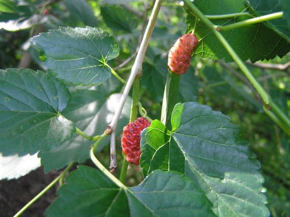 Tree fruit