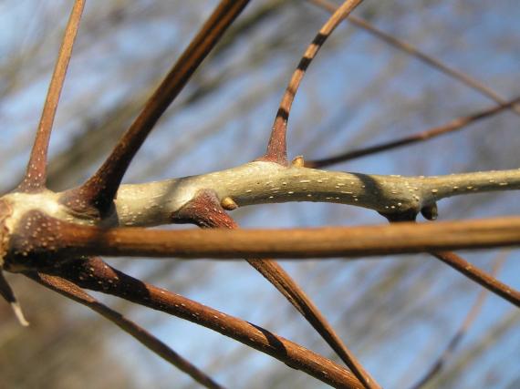 Tree branch