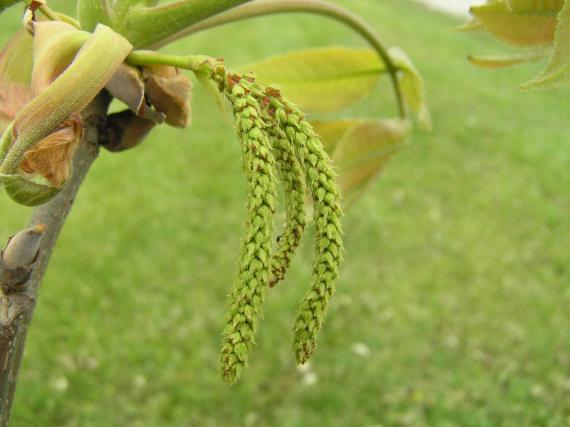 Tree flower