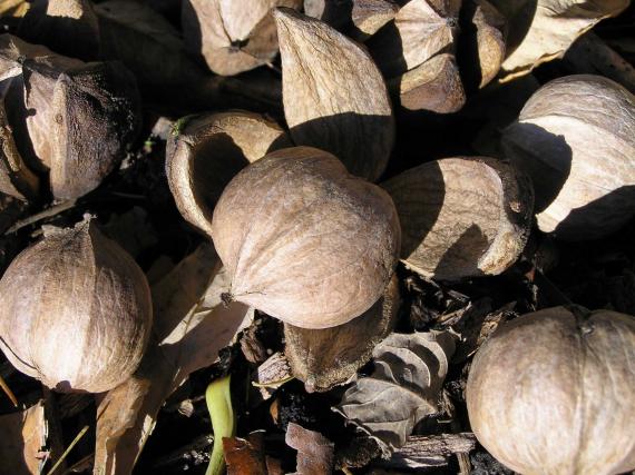 Tree fruit