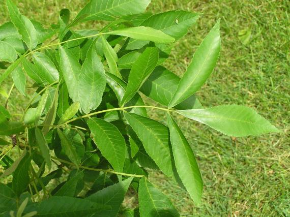 Tree leaves