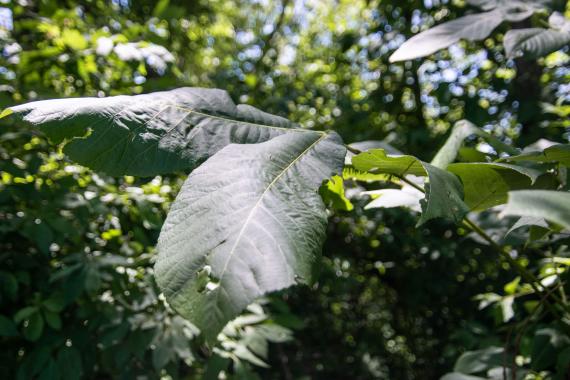 Tree leaves