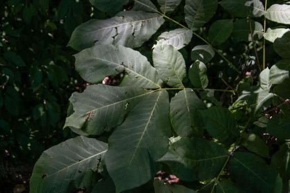 Tree leaves