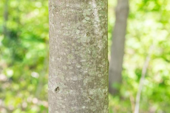 Tree trunk