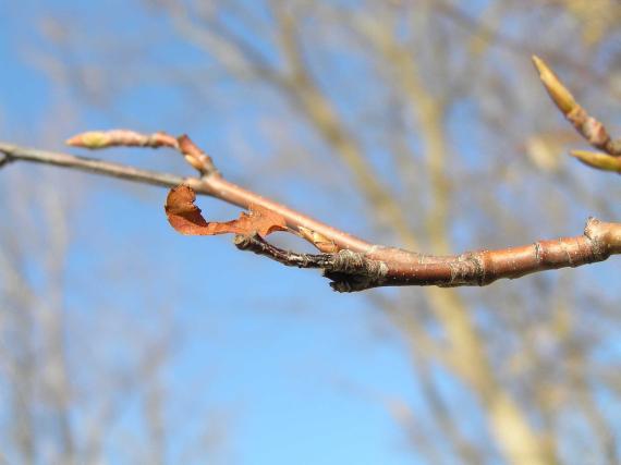 Tree branch