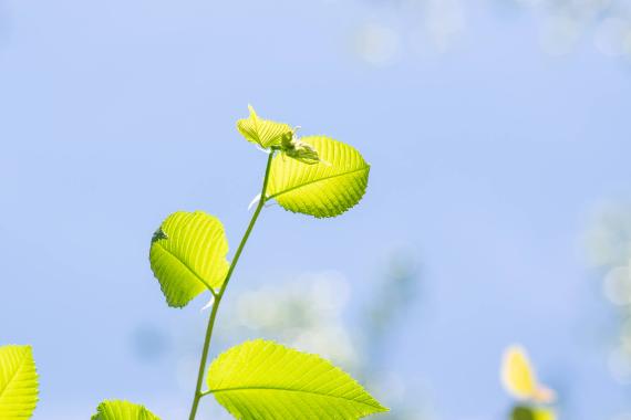 Tree bud