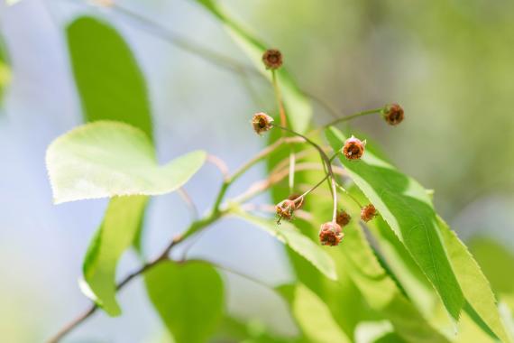 Tree bud