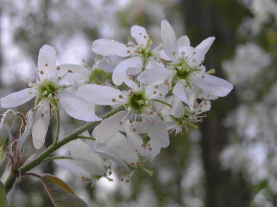 Tree flower