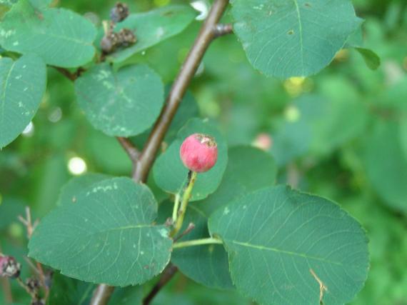 Tree fruit