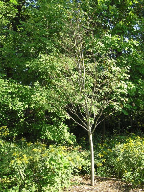 Tree habitat