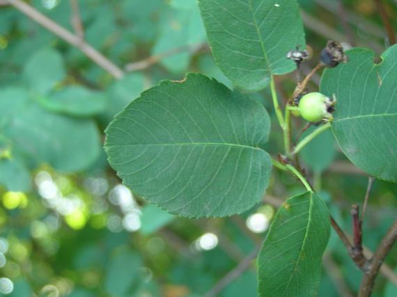 Tree leaves